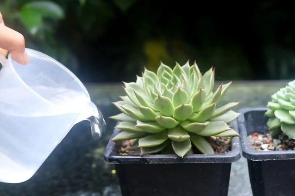 夏季怎么对多肉浇水，沿着花盆边缘浇入