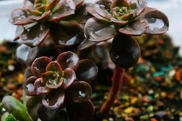 夏季怎么对多肉浇水，沿着花盆边缘浇入