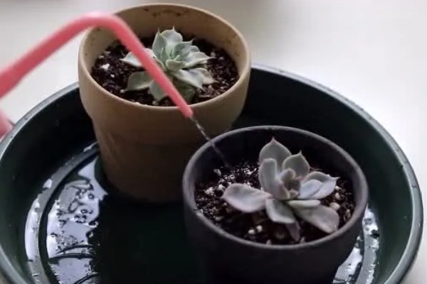 夏季怎么对多肉浇水，沿着花盆边缘浇入