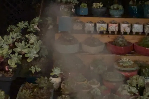 夏季怎么对多肉浇水，沿着花盆边缘浇入