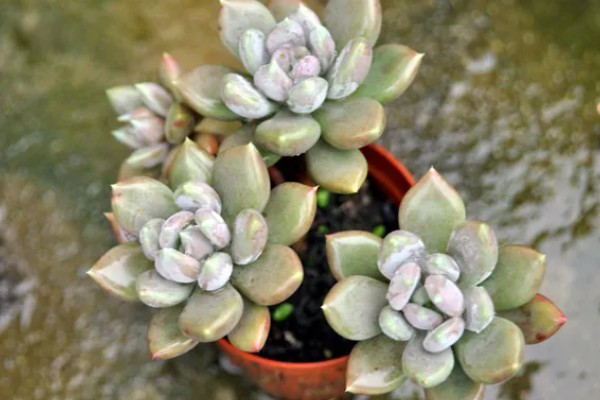 夏季怎么对多肉浇水，沿着花盆边缘浇入