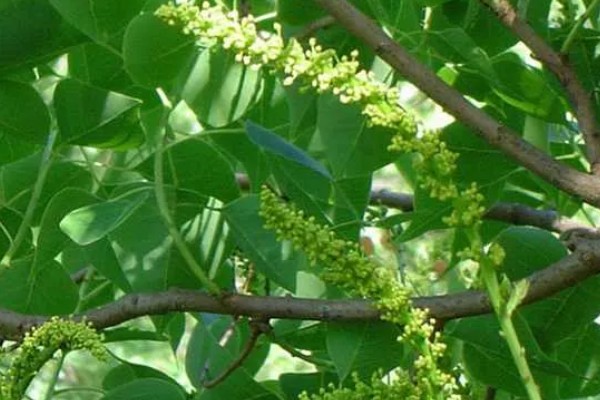 乌桕的流蜜期，集中在5-7月份