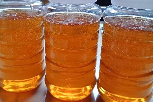 乌桕的流蜜期，集中在5-7月份