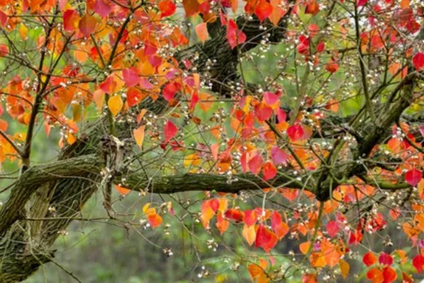 乌桕的流蜜期，集中在5-7月份