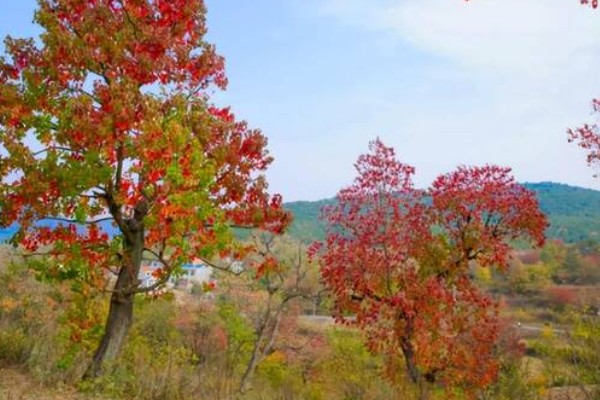 乌桕的流蜜期，集中在5-7月份