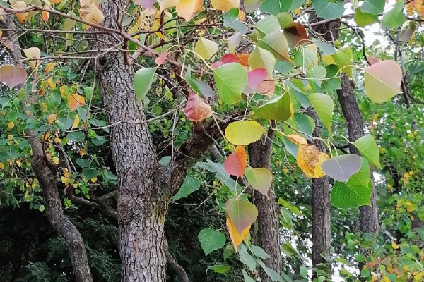 乌桕的流蜜期，集中在5-7月份