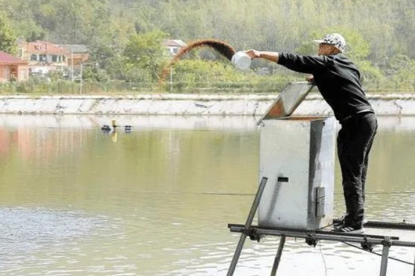 乌桕的流蜜期，集中在5-7月份