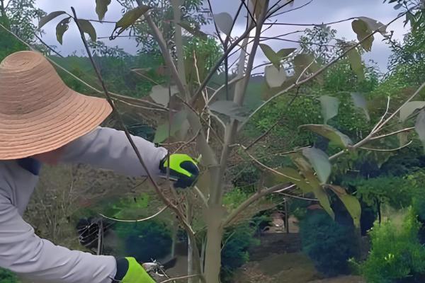 刚种植的柿子树不发芽怎么处理，需要及时修剪