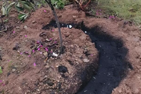 刚种植的柿子树不发芽怎么处理，需要及时修剪