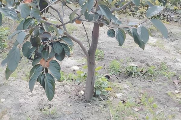 刚种植的柿子树不发芽怎么处理，需要及时修剪