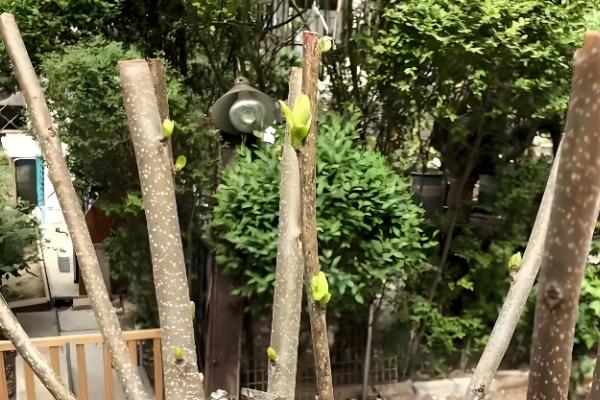 刚种植的柿子树不发芽怎么处理，需要及时修剪