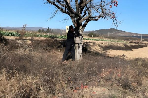 刚种植的柿子树不发芽怎么处理，需要及时修剪