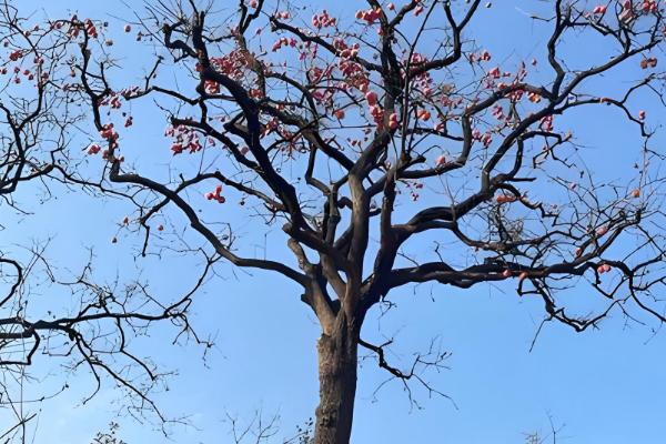 刚种植的柿子树不发芽怎么处理，需要及时修剪