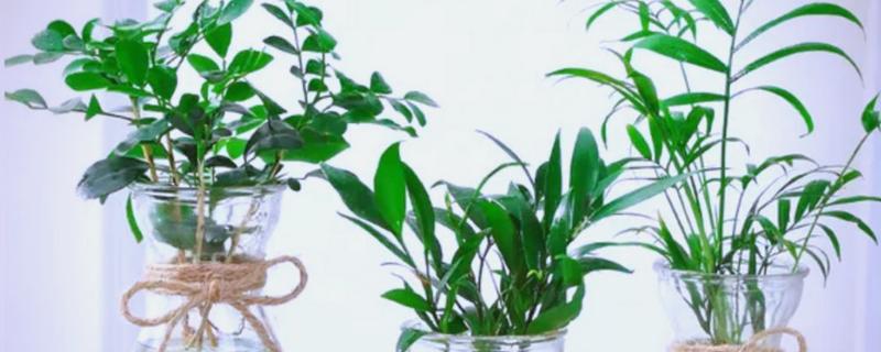 植物水培怎么变土培，取出植株经过消毒再栽入土壤中