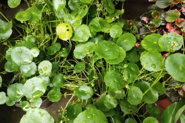 铜钱草的开花时间，一般是从四月份开始