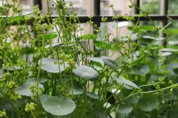 铜钱草的开花时间，一般是从四月份开始