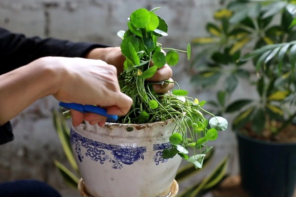 铜钱草的开花时间，一般是从四月份开始