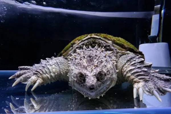 原种佛鳄龟的区分方法，眼仁中有十字或一字纹路