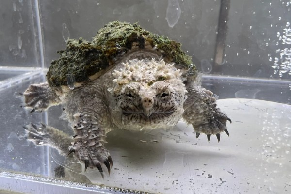 原种佛鳄龟的区分方法，眼仁中有十字或一字纹路