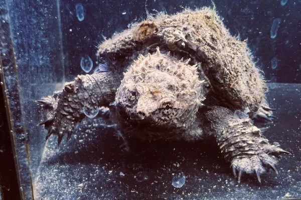 原种佛鳄龟的区分方法，眼仁中有十字或一字纹路