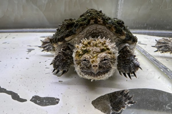 原种佛鳄龟的区分方法，眼仁中有十字或一字纹路