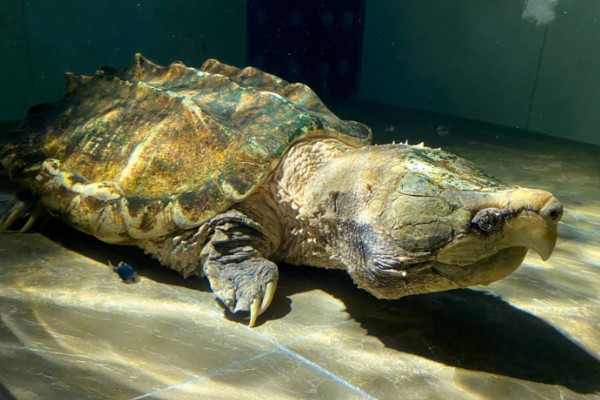 原种佛鳄龟的区分方法，眼仁中有十字或一字纹路