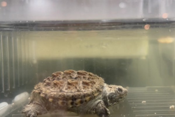 原种佛鳄龟的区分方法，眼仁中有十字或一字纹路