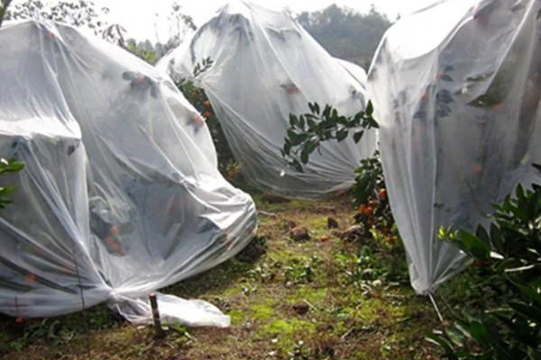 提高果树成活率的方法，埋土防寒可让它安全越冬