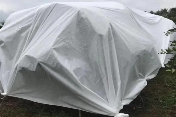 提高果树成活率的方法，埋土防寒可让它安全越冬