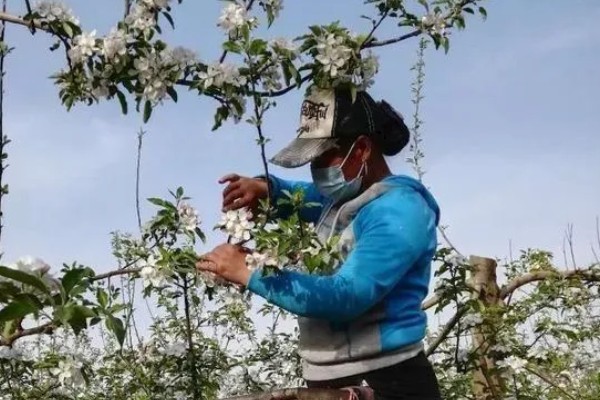 提高果树成活率的方法，埋土防寒可让它安全越冬