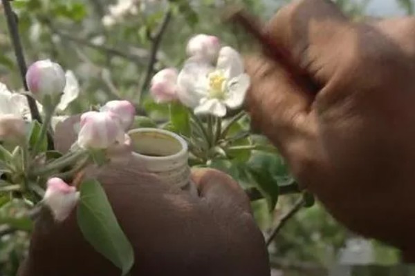 提高果树成活率的方法，埋土防寒可让它安全越冬