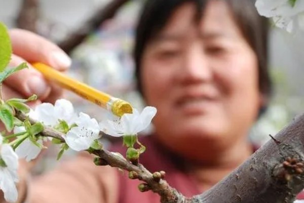 提高果树成活率的方法，埋土防寒可让它安全越冬