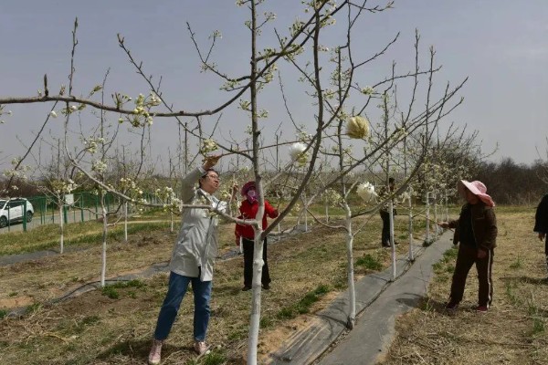 提高果树成活率的方法，埋土防寒可让它安全越冬