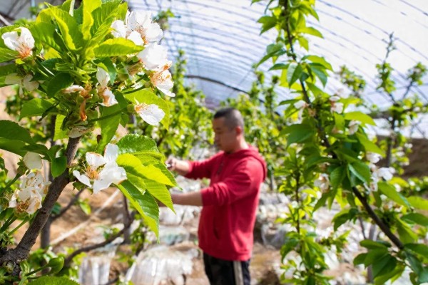 提高果树成活率的方法，埋土防寒可让它安全越冬
