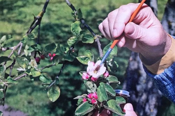 提高果树成活率的方法，埋土防寒可让它安全越冬