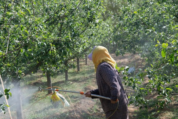 提高果树成活率的方法，埋土防寒可让它安全越冬