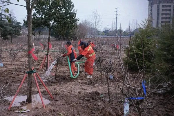 提高果树成活率的方法，埋土防寒可让它安全越冬