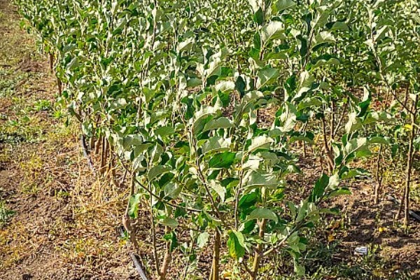 提高果树成活率的方法，埋土防寒可让它安全越冬