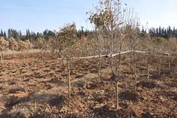 提高果树成活率的方法，埋土防寒可让它安全越冬