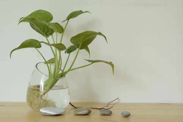 植物水培怎么变土培，取出植株经过消毒再栽入土壤中