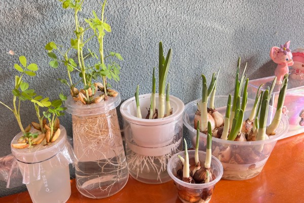 植物水培怎么变土培，取出植株经过消毒再栽入土壤中