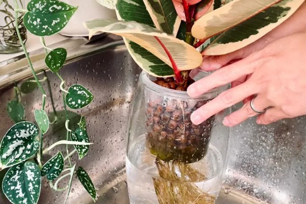 植物水培怎么变土培，取出植株经过消毒再栽入土壤中