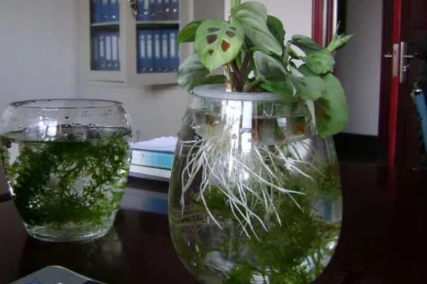 植物水培怎么变土培，取出植株经过消毒再栽入土壤中