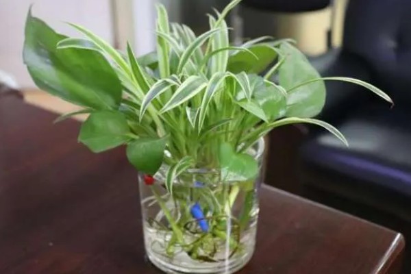 植物水培怎么变土培，取出植株经过消毒再栽入土壤中