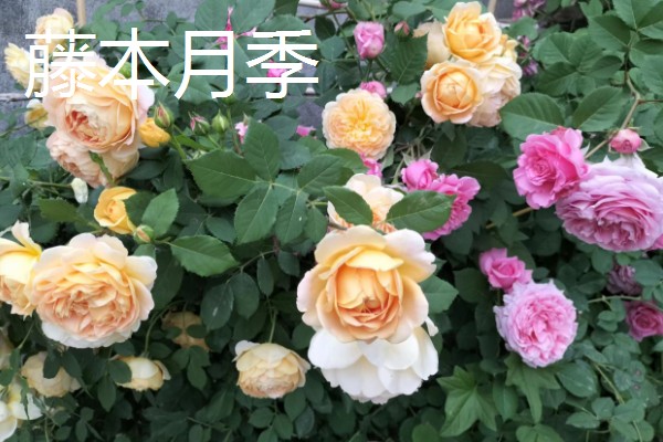 藤本月季和蔷薇花有什么区别，花型、叶片等方面都不同