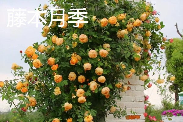 藤本月季和蔷薇花有什么区别，花型、叶片等方面都不同