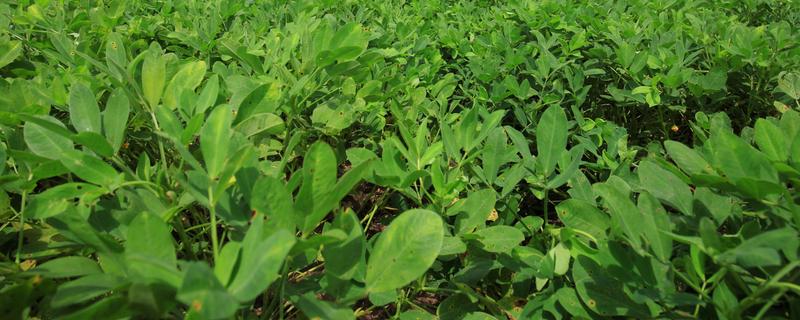 5月种花生多久可以熟，在8-10月份就可以成熟