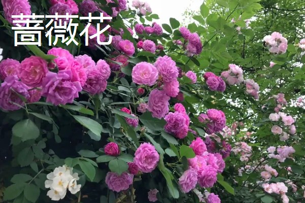 藤本月季和蔷薇花有什么区别，花型、叶片等方面都不同