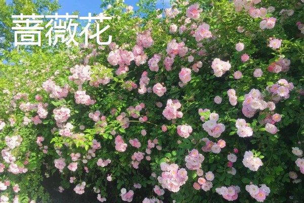 藤本月季和蔷薇花有什么区别，花型、叶片等方面都不同