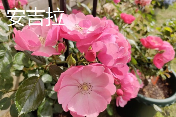 藤本月季和蔷薇花有什么区别，花型、叶片等方面都不同